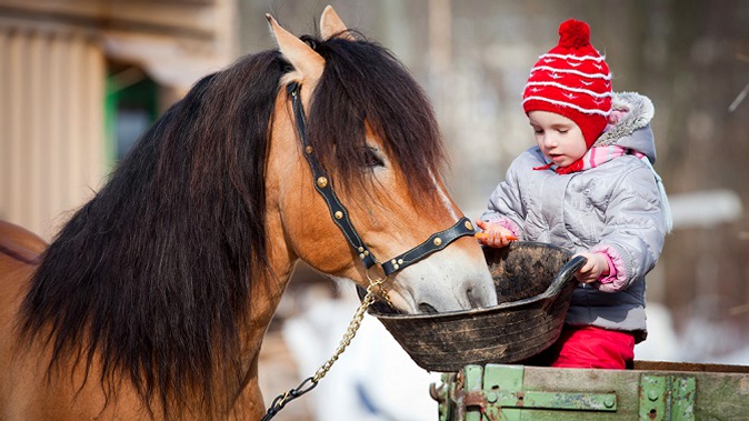 Билеты на экскурсию в новогодние праздники на ферму мини-лошадей «Новогодние приключения Конька-Горбунка» для детей и взрослых от группы компаний «Столица»