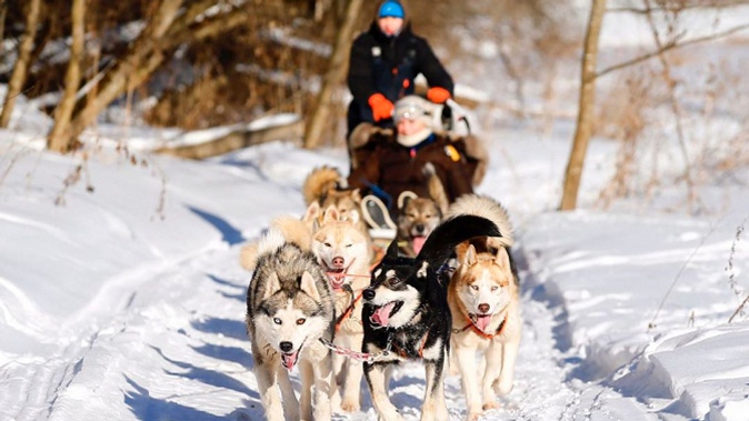 Экскурсия в питомник и на ферму с катанием на собачьих упряжках или без для детей либо взрослых в хаскидеревне «Рузская Аляска»