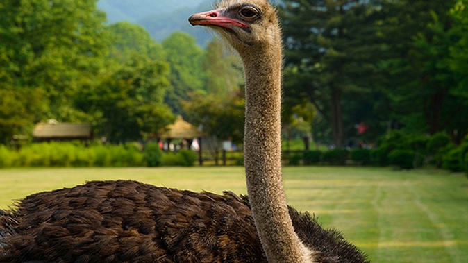 Посещение обзорной экскурсии или экскурсии-квеста от фермы «Русский страус»