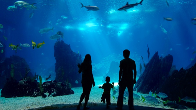 Экскурсия в выходные или будние дни в океанариум «Морской аквариум».