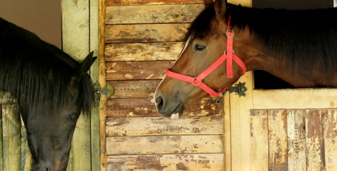 Конная прогулка или фотосессия с лошадьми в конном клубе «Усадьба».