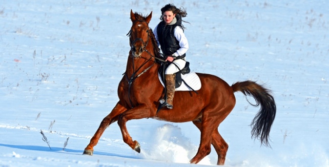Прогулка в карете, новогоднее представление, фотосессия с лошадью, конная прогулка от КСК «Баллада».
