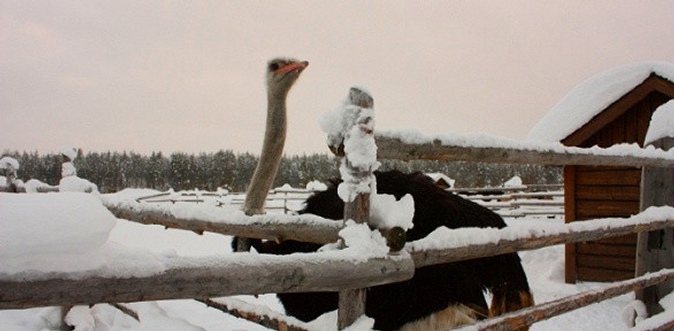 Посещение обзорной экскурсии или экскурсии-квеста от фермы «Русский страус».