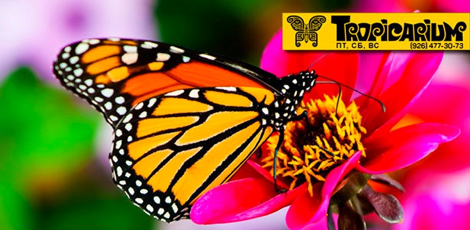 Выставка живых тропических бабочек и экзотических беспозвоночных для детей и взрослых в выставочно-познавательном центре «Тропикариум».