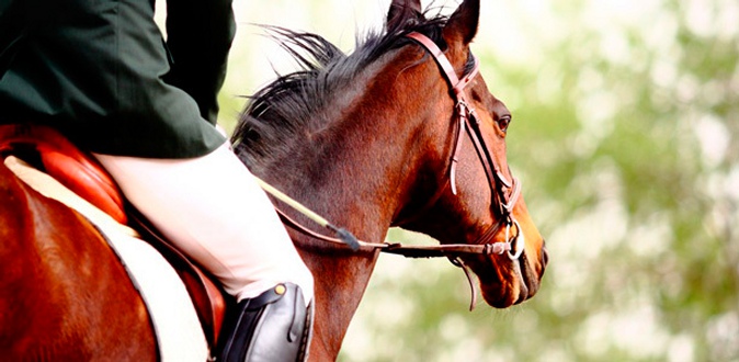 Уроки верховой езды или экскурсия «Знакомство с лошадью» в школе верховой езды «Гармония».