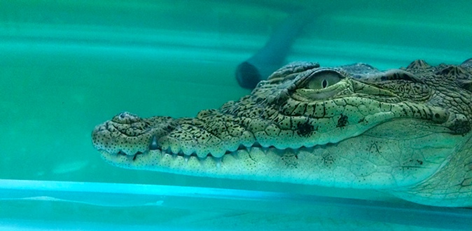 Посещение «Крокопарка» и контактного зоопарка «Джунгли зовут» для взрослых и детей!