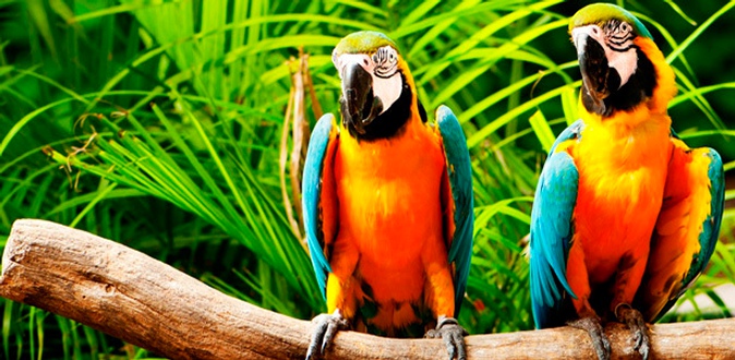 Билеты на посещение контактного зоопарка «Мир джунглей» в будние и выходные дни.