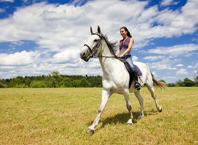 Экскурсия «Знакомство с лошадью» для одного или двоих либо абонементы на занятия в школе верховой езды «Гармония»